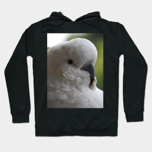 Sulphur Crested Cockatoo Hoodie